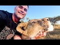 Helping My LION Best Friend | The Lion Whisperer
