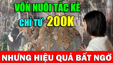 KHỞI NGHIỆP NUÔI TẮC KÈ VỚI SỐ VỐN CHỈ TỪ 200.000Đ, NHƯNG HIỆU QUẢ KINH TẾ MANG LẠI BẤT NGỜ | CNV