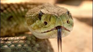 Suara Desis Ular - Sound Effect