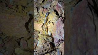 Жизнь в пещере есть#пещеры #cave