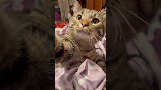Cute Cats Being Absolutely Adorable! | Funny Cat Video | Cat Cuteness Overload #catshorts #cats
