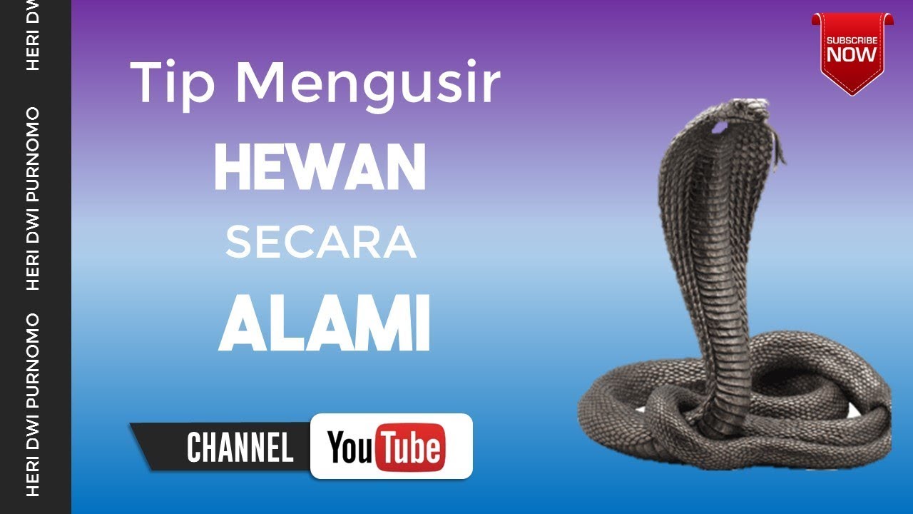 Tip Mengusir Hewan Secara Alami Youtube