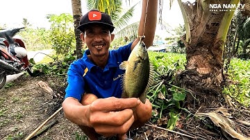 Câu Cá Rô Và Cái Kết Quá Bất Ngờ, Tiệc Nhậu Đậm Chất Miền Tây Sau Lũy Tre làng/Fishing/NGÃ NĂM TV