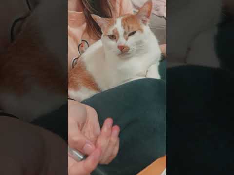 ママの膝に自分から甘えに来たトロたん #shorts