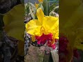 Sắc vàng - Hoa Lan Hóc Môn