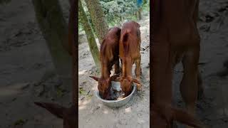 Cow feeding #foryou #cow