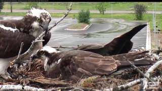 First Osprey Egg on Pip Watch as Iris Takes Over Incubation Duties – June 1, 2017