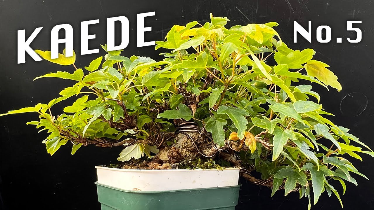 KED5】一部枝を追い込むだけでガラッと印象が変わった楓 #盆栽 #bonsai