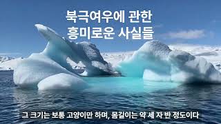 북극여우에 관한 흥미로운 사실들