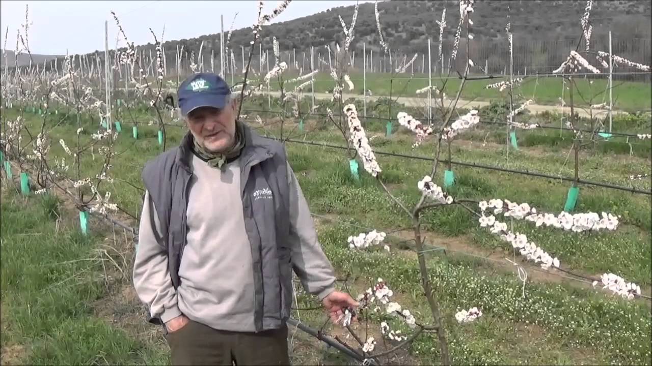 Καινοτόμες ιδέες και τεχνικές καλλιέργειας: Καλλιέργεια βερικοκιάς σε μονόκλωνη διαμόρφωση