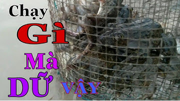 THỬ ĐẶT LỢP ẾCH BẰNG MỒI CÁ SỐNG - Kết quả bất ngờ  //catch frog
