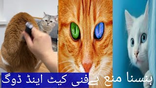 This FUNNY PUPPY Will Turn Your Day Around/ Funniest Animal Videos/funny cat viral Fun Main Dam