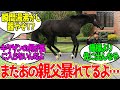 キズナ ← いきなりスイッチ入るタイプかよお前...に対するみんなの反応!【競馬 の反応集】