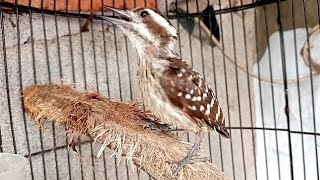 Masteran Burung Platuk Sdanit beras Speed Rapat