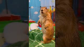 Beep… Beep… Still Not There 😂🐿️🪜