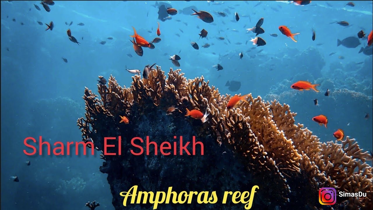 Egiptas 2023 | Sharm El Sheikh | Amphoras reef