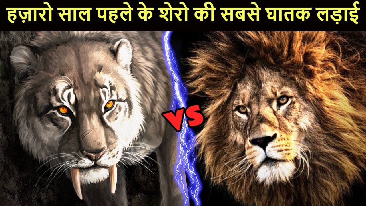 Sabertooth Tiger vs American Lion कौन जीतता था उस समय के जंगल के