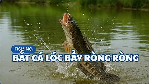 Săn Cá Lóc Mẹ Khủng chỗ hiểm | Một Pha Ăn Mồi Cực Đã – Hương Vị Miền Tây #huongvimientay #caucaloc