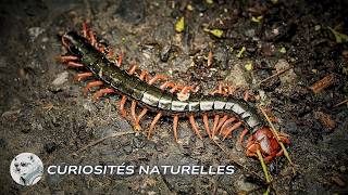 Curiosités Incroyables Sur Les Scolopendres