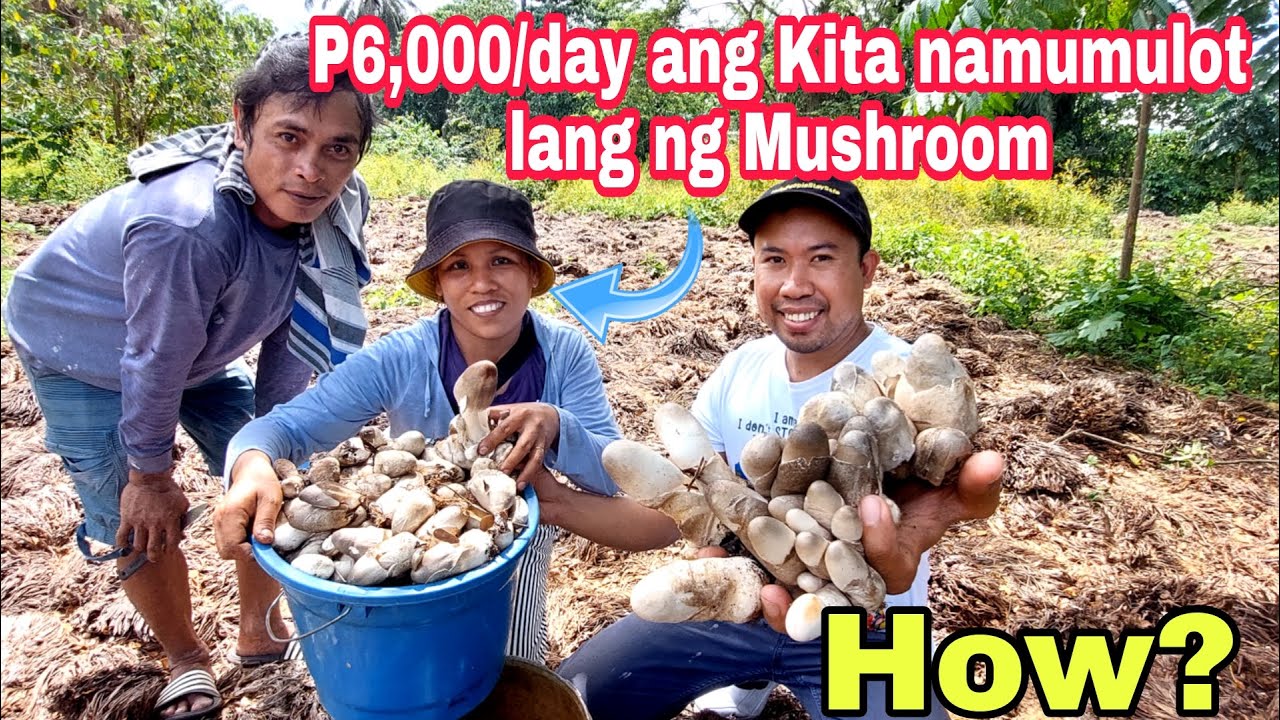 Wow, Kumikita ng 6,000 pesos/day sa Mushroom, Halos walang Kapital