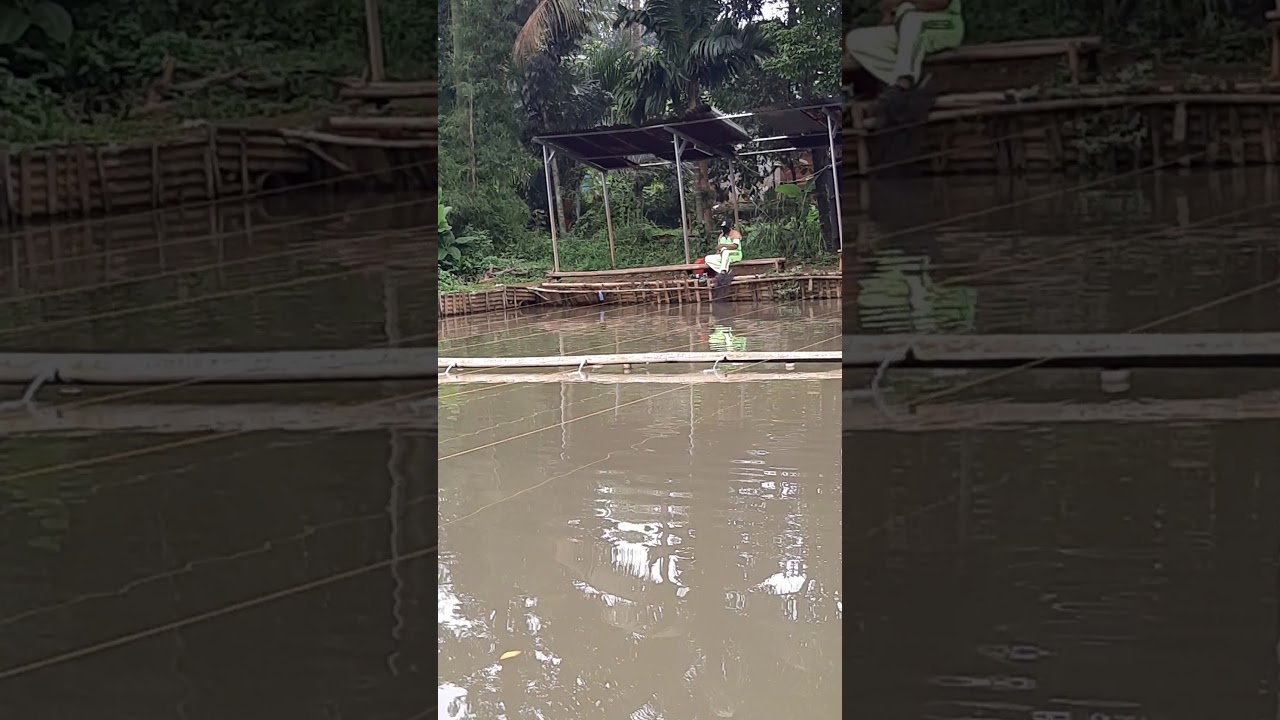 Spot mancing kolam ikan mas citayam