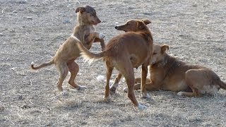 Sweet Spanish street dogs having fun