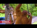 An Update on Valentino the Orangutan (2017)