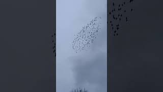 #шпаки прилетіли#The starlings have flown#