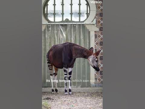 The Okapi is a half giraffe, half zebra rare animal. #shorts - YouTube