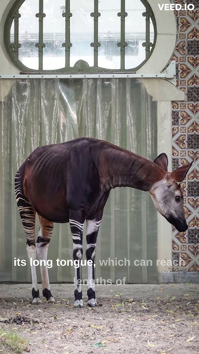 The Okapi is a half giraffe, half zebra rare animal. #shorts - YouTube