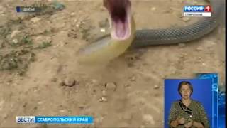 Змеи атаковали дома кисловодчан Змеи атаковали дома кисловодчан
