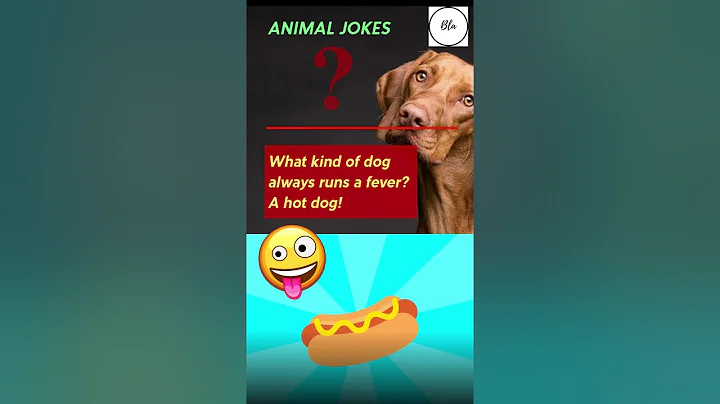 Video 3767261: cat breed, funny pets animals dog, pets cute animals funny, pets hilarious funny, post funny