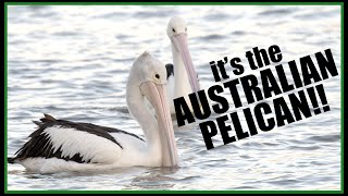 Wild Australia: The Australian Pelican