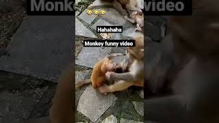 monkey funny videos monkey monkeyfunny shorts shortvideo youtubeshorts