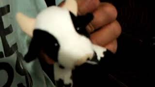 Ron and the little stuffed cow #short #funny #crazy screenshot 3
