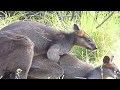 kangaroo mating habit shard and fast- kangaroo