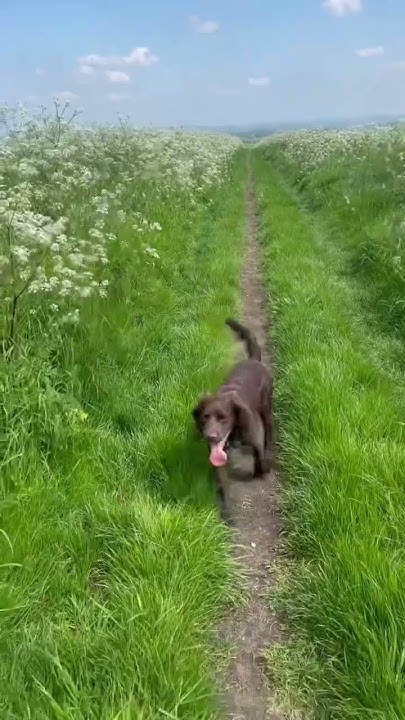 when-my-dog-acts-like-a-meerkat-dog-funny-youtubeshorts-shorts
