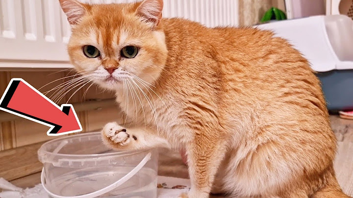 Cat Rosie doesn't hide it anymore! This is how she drinks water.