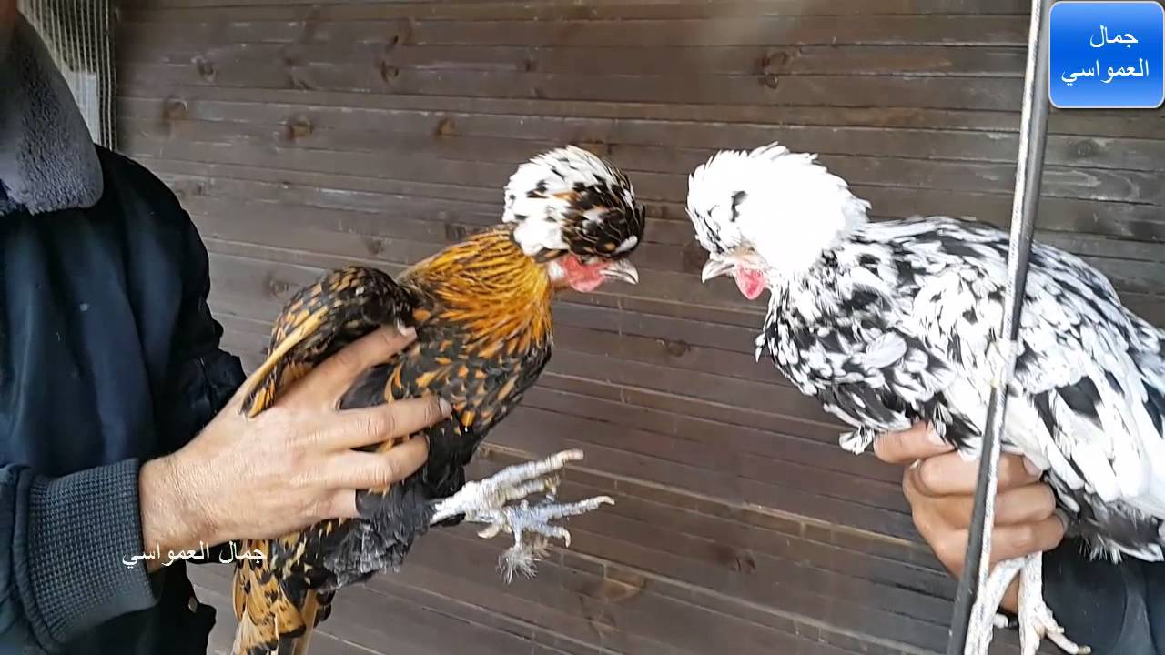 اكبر مزرعة طيور حمام دجاج في رام الله مع جمال العمواسي