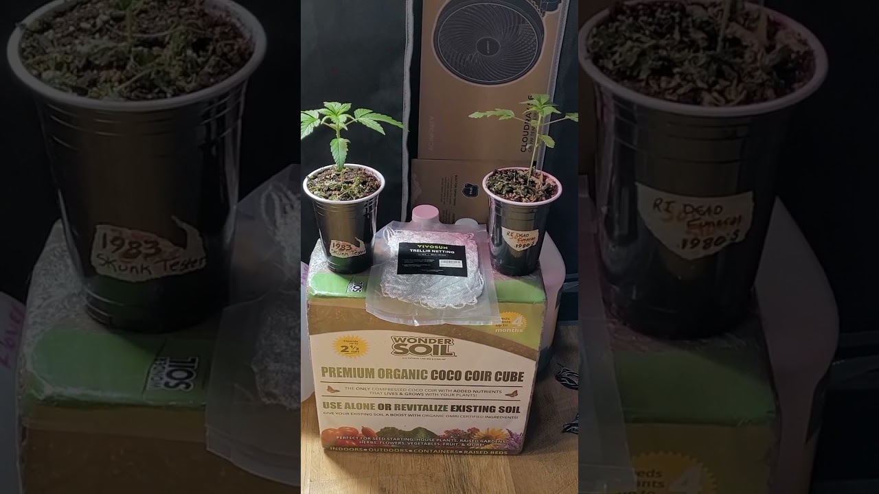 Skunky update-1980s SKUNK