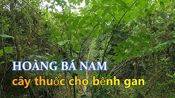 hoàng bá nam - cây thuốc cho bệnh gan