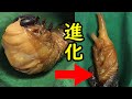 【レア視点】ヘラクレスオオカブトの蛹化の様子【ヘラクレスヘラクレス】