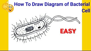 how to draw diagram of bacteria | how to draw diagram of bacterial cell | how to draw bacterial cell