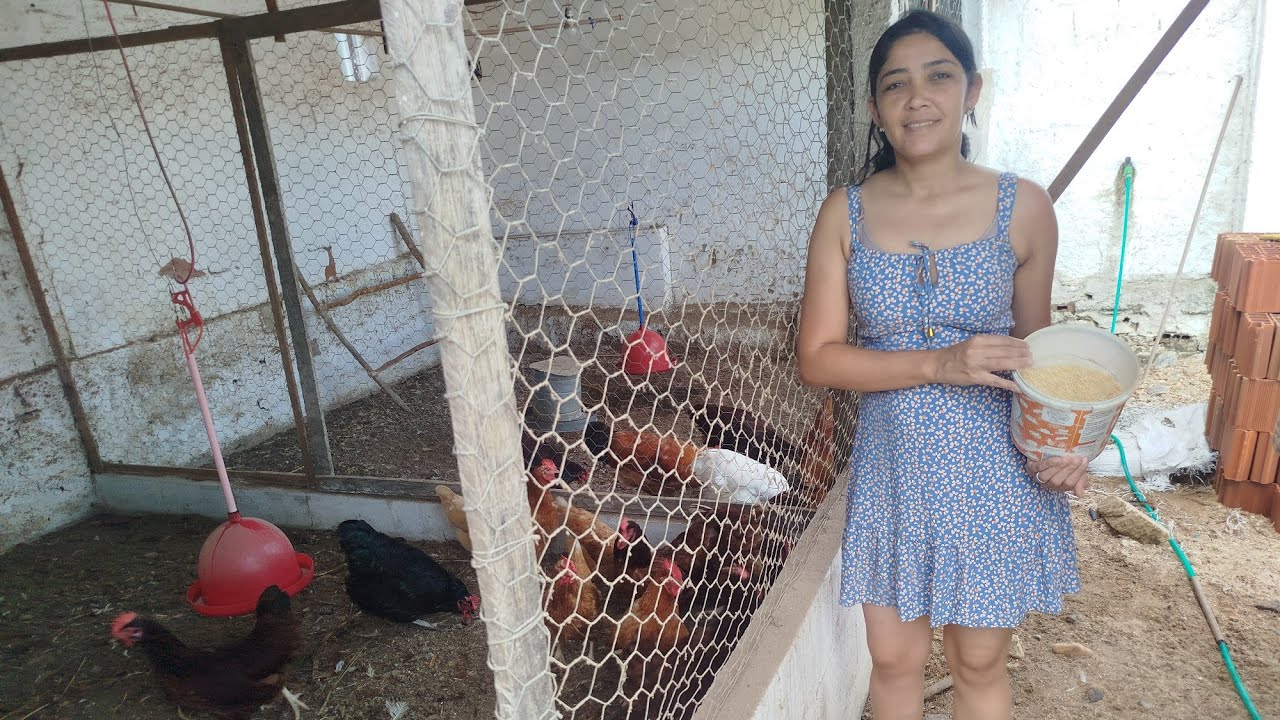Venham comigo cuidar das nossas galinhas poedeiras!
