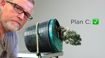 Bonsaify | Juniper Bonsai Reimagination and Styling