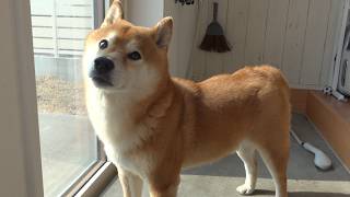 パパ不在で元気づけたら、まさかの展開に