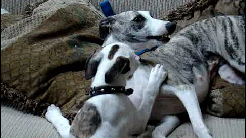 Whippet, * Turner * 10 weeks. Playing with his Mom.