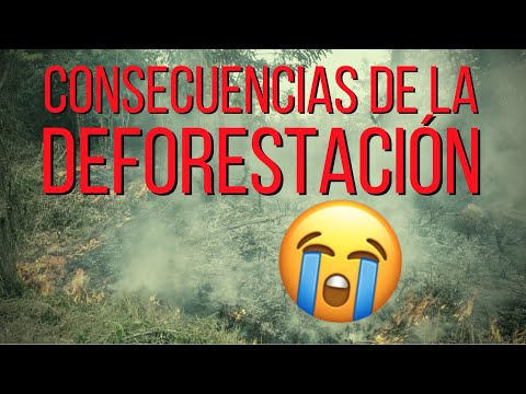Video: Deforestación - problemas del bosque. La deforestación es un problema ambiental. El bosque es el pulmón del planeta