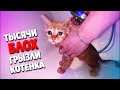 Спасение грустного котенка от блох. Котенок ищет дом / SANI vlog