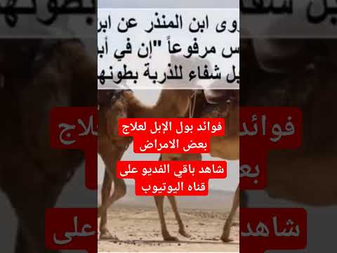 فوائد بول الإبل لعلاج بعض الامراض علاج فوائد كيف الكحيل الدكتور